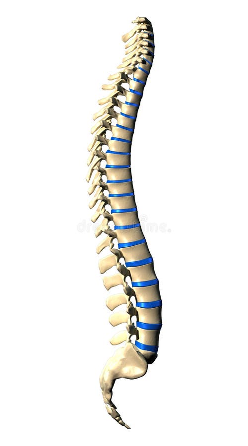 Human body - Spine Vertebrae - Lateral view / Side view. Human body - Spine Vertebrae - Lateral view / Side view