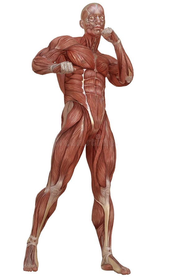 Corpo Maschio Senza Pelle Anatomia Ed Illustrazione Dei Muscoli D