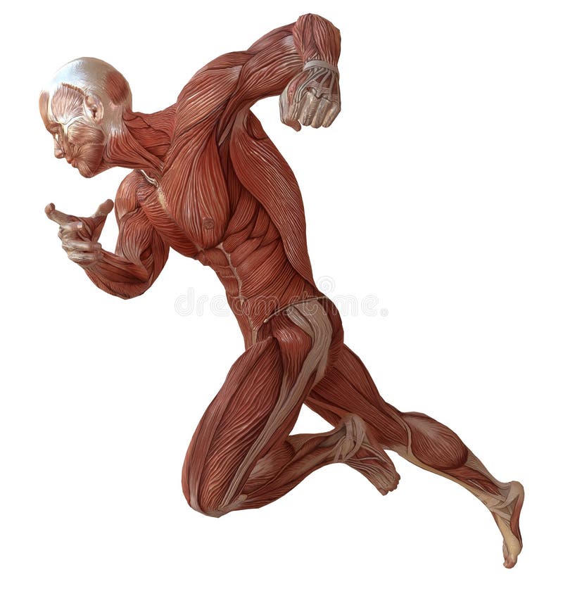 Corpo masculino sem pele, anatomia e ilustração dos músculos 3d isolada no branco ilustração do vetor Corpo masculino sem pele, anatomia e ilustração dos músculos 3d isolada no branco ilustração do vetor
