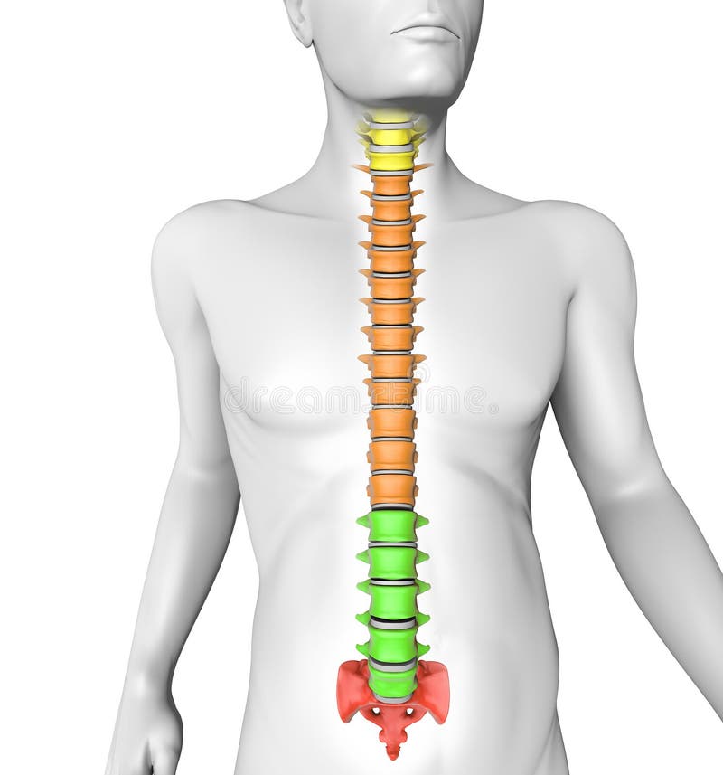 Corpo umano di anatomia della spina dorsale illustrazione vettoriale Corpo umano di anatomia della spina dorsale illustrazione vettoriale
