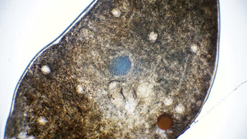 Corps d'un ver vivant de sangsue sous le microscope banque de vidéos