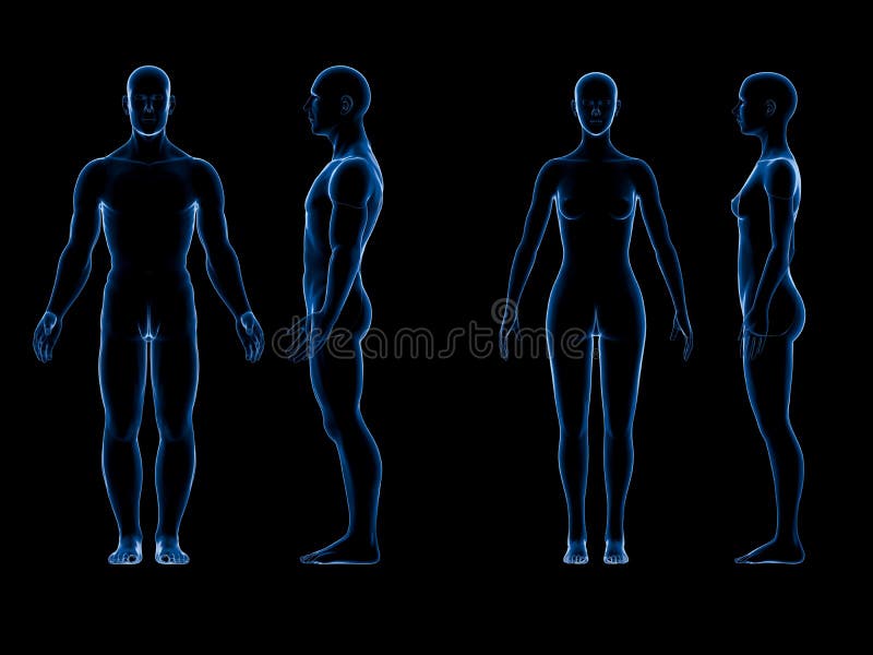 Corps hommes-femmes humain du rayon X Concept d'anatomie L'isolat, 3d rendent illustration de vecteur Corps hommes-femmes humain du rayon X Concept d'anatomie L'isolat, 3d rendent illustration de vecteur