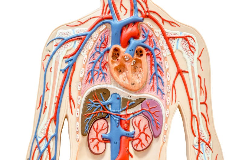 Corps humain modèle avec du foie, le rein, les poumons et le coeur