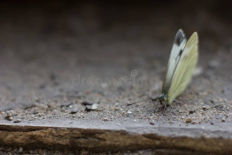 Corpse of butterfly stock photo. Image of insect, moths 155798214
