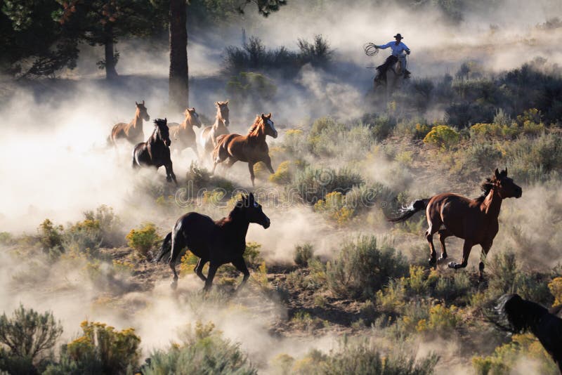 Questa immagine è stata scattata su 600 ettari di horse ranch in Curva, O.