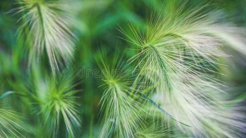 Correa de cebada herbácea Piscilla pintoresca con un largo y brillante pico con el nombre latino de Hordeum jubatum Enfoque selec fotografía de archivo