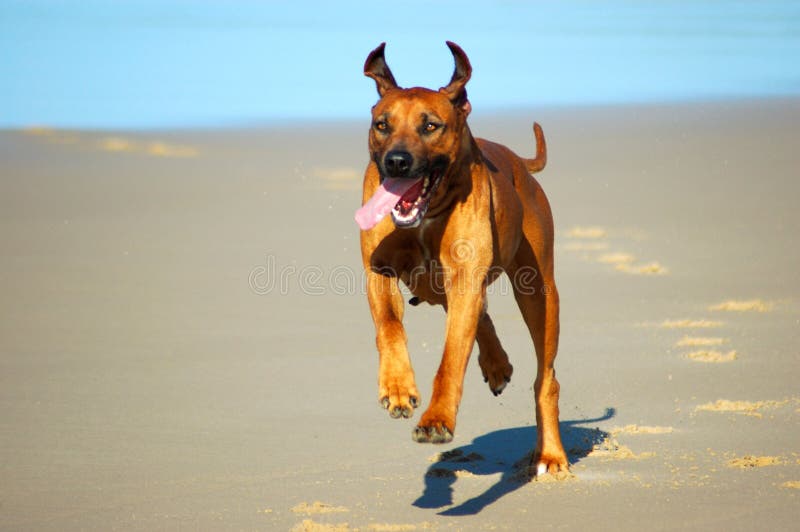 A beautiful Rhodesian Ridgeback hound dog female shown from front with happy exhausted expression in the face running and jumping on a beach in South Africa in summertime. A beautiful Rhodesian Ridgeback hound dog female shown from front with happy exhausted expression in the face running and jumping on a beach in South Africa in summertime