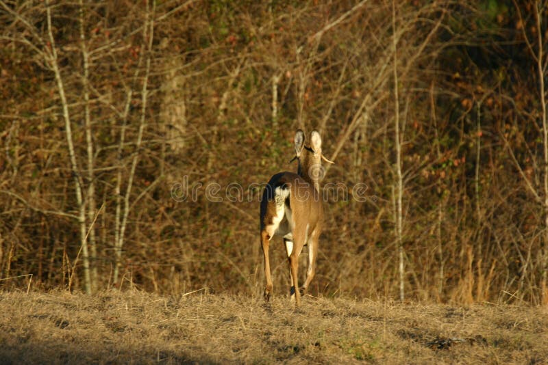 Corredor dos cervos de Whitetail imagens de stock royalty free Corredor dos cervos de Whitetail imagens de stock royalty free
