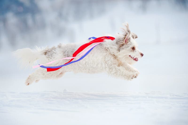 Funny curly dog running fast and colored ribbons fluttering in the wind. Funny curly dog running fast and colored ribbons fluttering in the wind