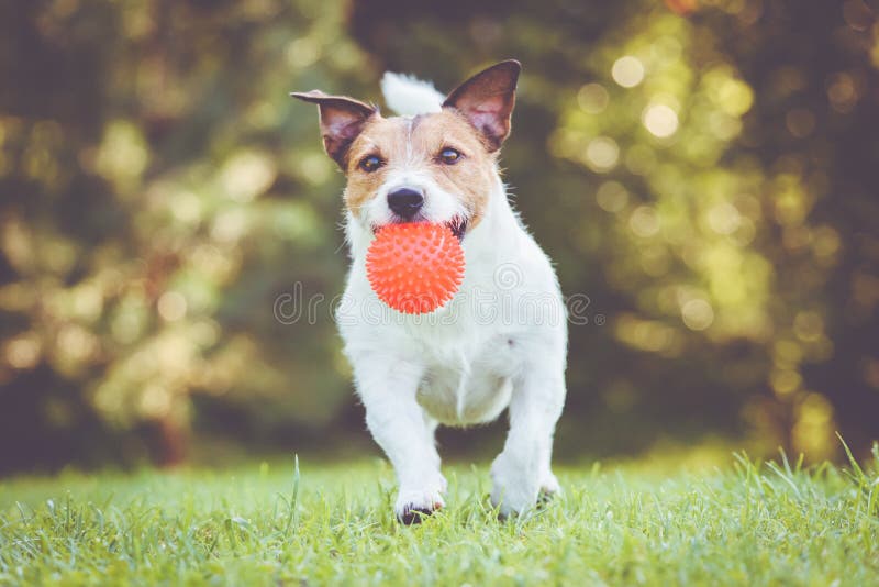 Cão Com a Bola Que Corre Da Criança Que Joga O Jogo Da Atualização Imagem  de Stock - Imagem de persiga, gramado: 87963521