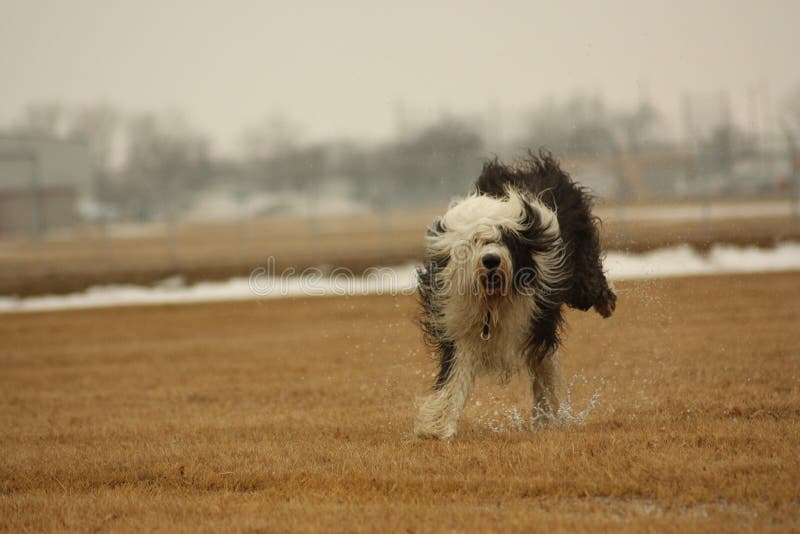 Filhote De Cachorro Inglês Velho Do Sheepdog Foto de Stock