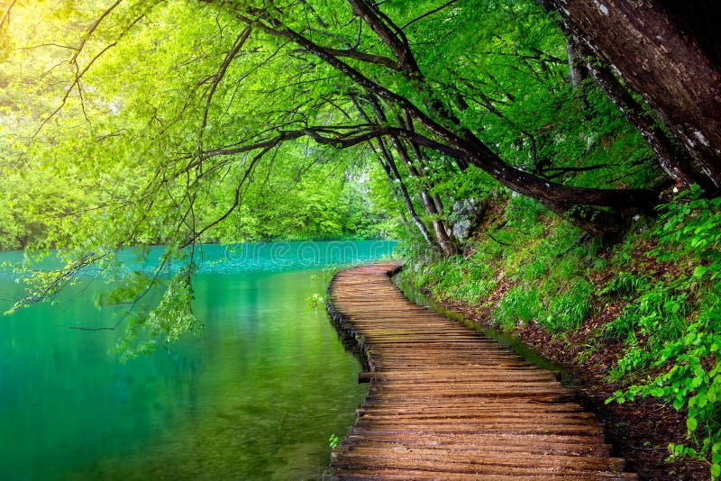 Corrente profonda della foresta con acqua cristallina nel sole fotografia stock