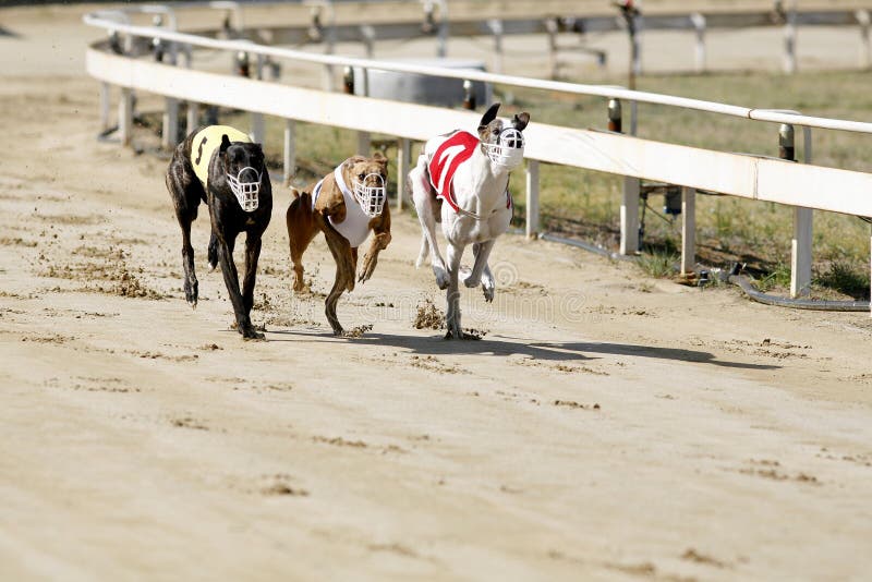Corrida competindo cães do galgo na trilha de competência imagem de stock royalty free