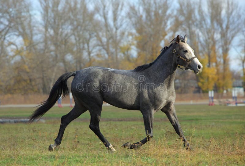 Foto de Cavalo Cinza Dapple Pulando Sobre Obstáculo e mais fotos