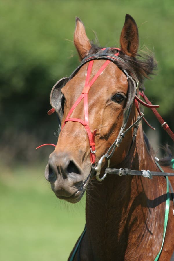 Cara De Um Cavalo De Corrida De Raça Pura Bonita No Treinamento De Dressage  Foto Royalty Free, Gravuras, Imagens e Banco de fotografias. Image 57193614