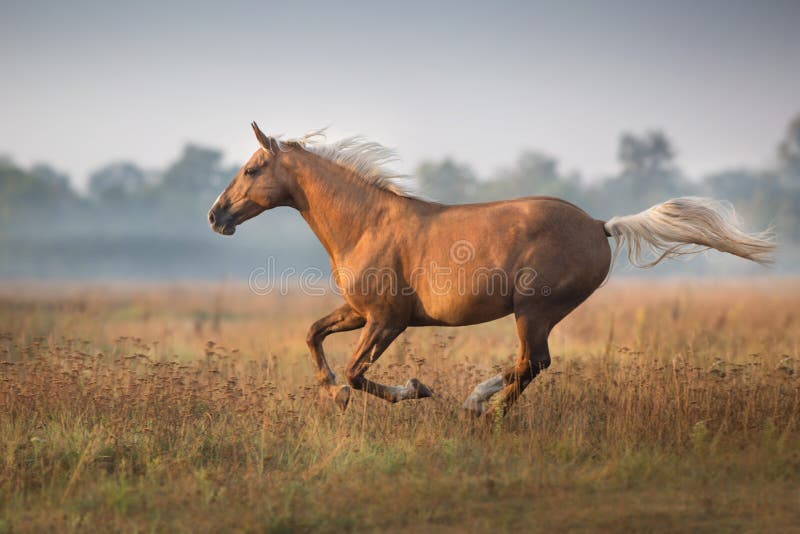 Coloração de Cavalos Online em COQUINHOS