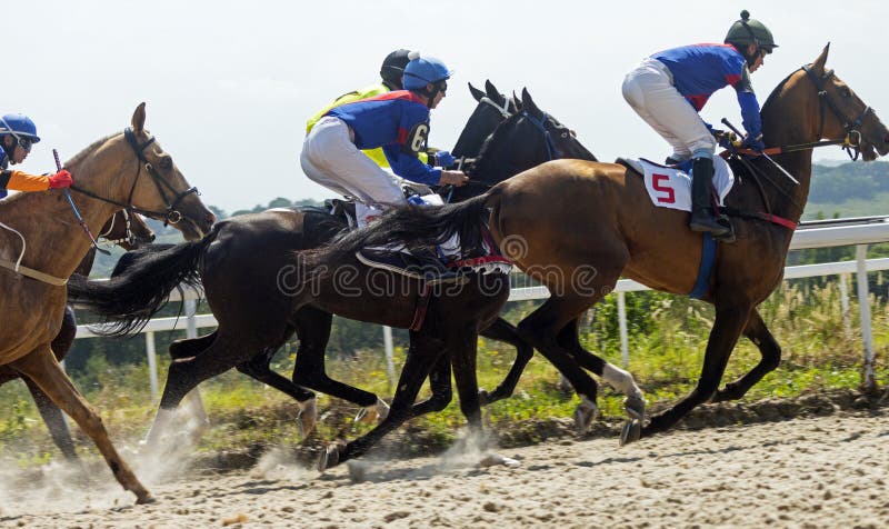 Cara De Um Cavalo De Corrida De Raça Pura Bonita No Treinamento De Dressage  Foto Royalty Free, Gravuras, Imagens e Banco de fotografias. Image 57193614