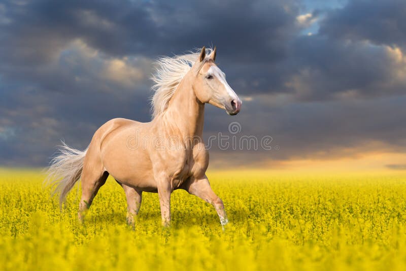 Corrida do cavalo do Palomino fotografia de stock royalty free Corrida do cavalo do Palomino fotografia de stock royalty free