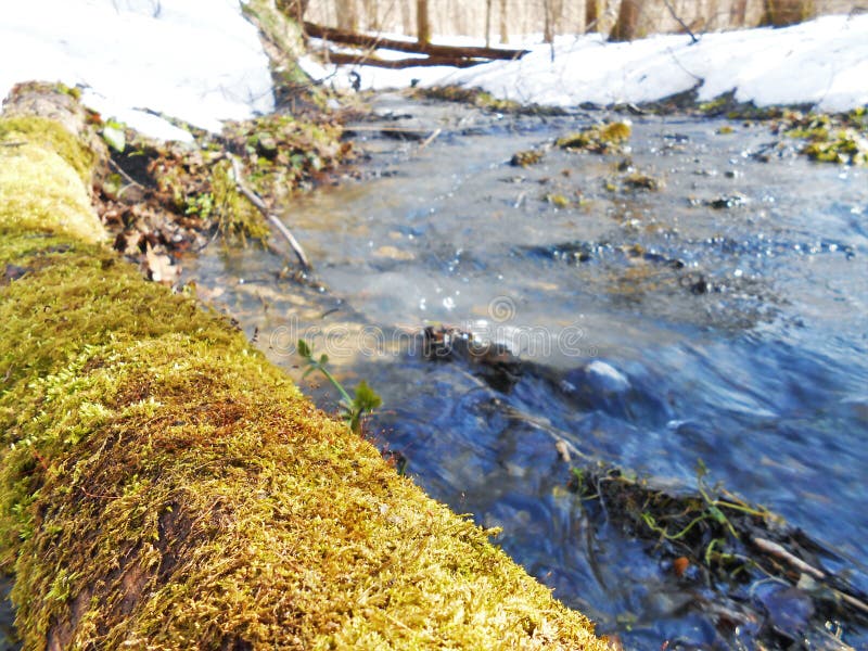 Corriente de funcionamiento del bosque en día de primavera soleado imagen de archivo Corriente de funcionamiento del bosque en día de primavera soleado imagen de archivo