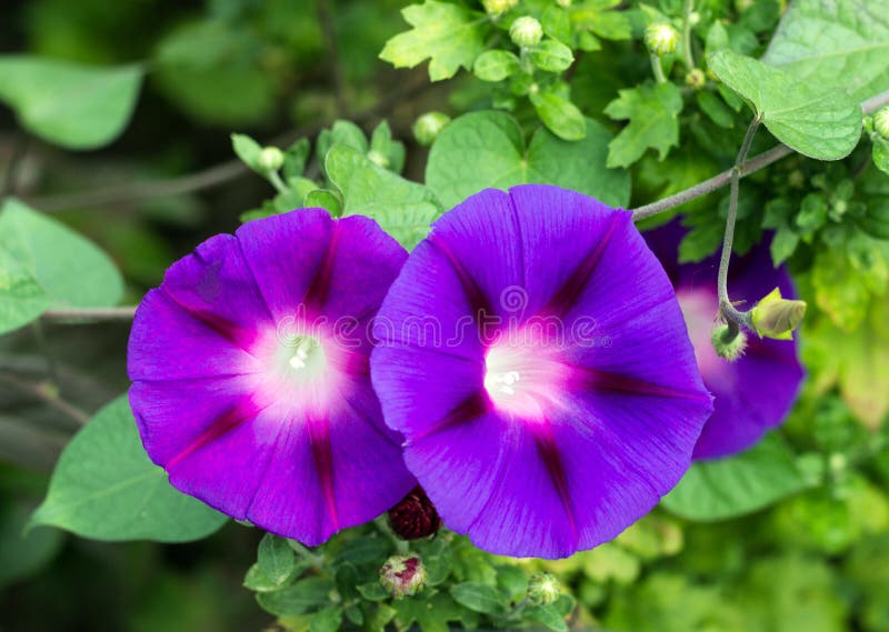 Corriola lindo de duas flores, close-up, ipomoea, flor do convólvulo imagem de stock Corriola lindo de duas flores, close-up, ipomoea, flor do convólvulo imagem de stock
