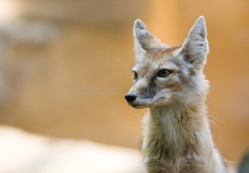 Corsac fox