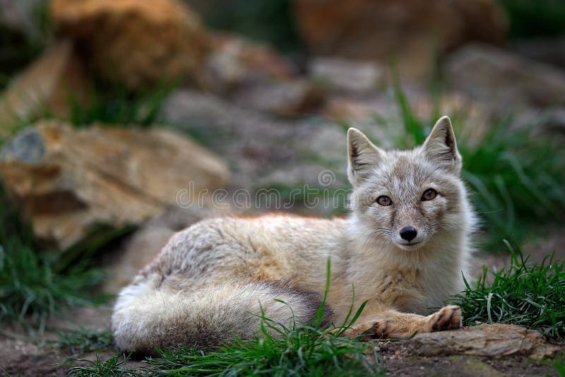 Corsac Fox，狐狸corsac，在自然石头山栖所，在干草原、半沙漠和沙漠发现了在中亚， rangi 图库摄影