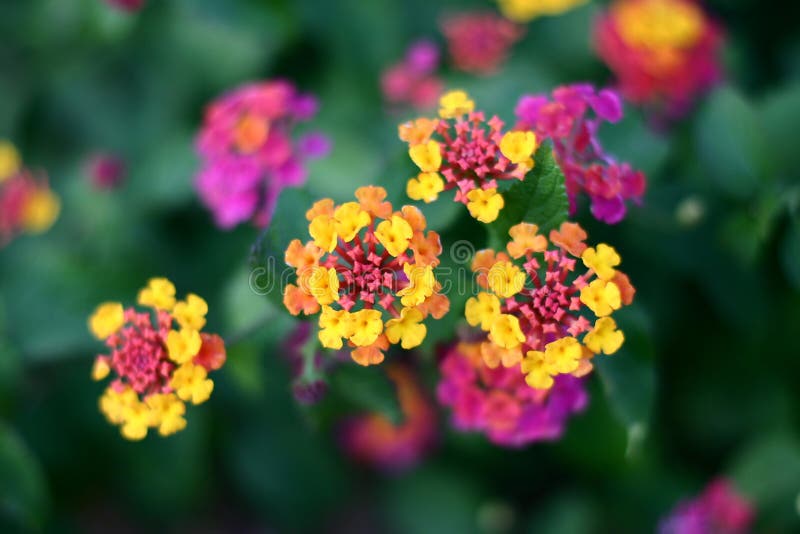 Corsican flower closeup