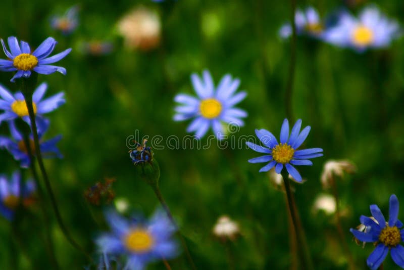 Corsican flower closeup