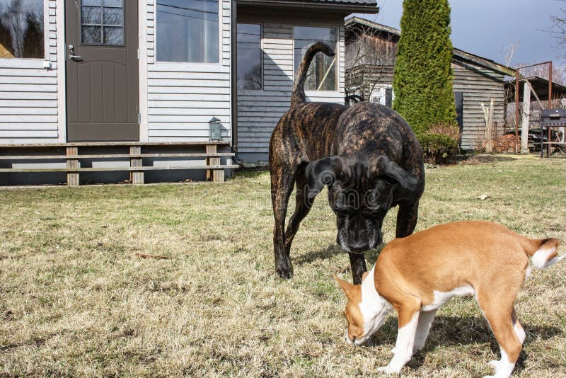 Corso del cane e della canna di Basenji nel legno in primavera fotografia stock libera da diritti Corso del cane e della canna di Basenji nel legno in primavera fotografia stock libera da diritti