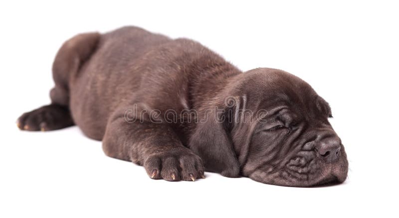 Corso & x28 καλάμων μαστήφ puppie ύπνου νέα ιταλικά 1 month& x29 στοκ εικόνες Corso & x28 καλάμων μαστήφ puppie ύπνου νέα ιταλικά 1 month& x29 στοκ εικόνες