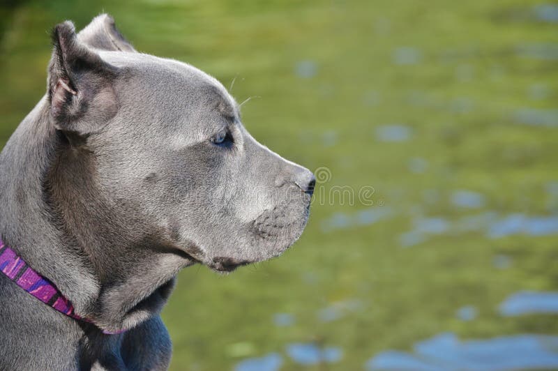 Corso тросточки mastiff 4 месяцев старое итальянское стоковое фото Corso тросточки mastiff 4 месяцев старое итальянское стоковое фото