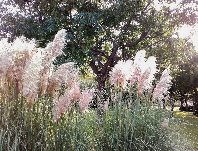 Pink Feather Pampas Grass