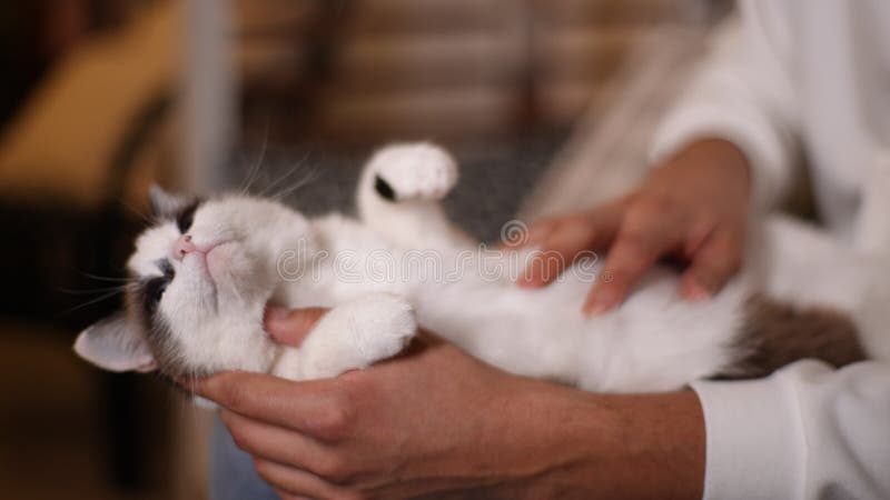 Cortado de closet, disparo de gato durmiendo el vientre sobre la rodilla. estrechar la mano masculina acariciando el esponjoso vie almacen de video