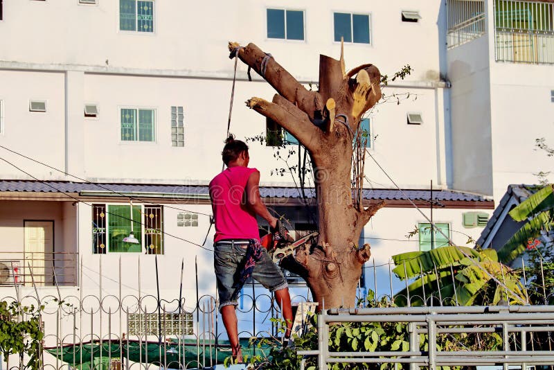 Cortar un árbol grande con la máquina que asierra de madera eléctrica en la ciudad por un corte profesional del árbol imagenes de archivo Cortar un árbol grande con la máquina que asierra de madera eléctrica en la ciudad por un corte profesional del árbol imagenes de archivo