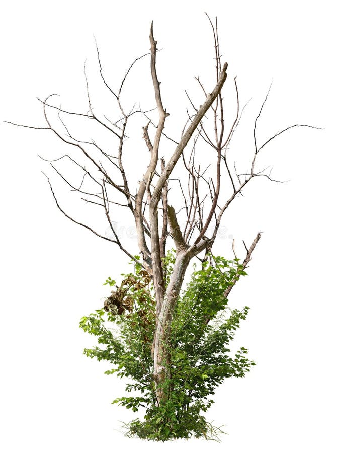 Old stump isolated on white background. PNG file with transparent background also available. Dead tree with dry branches surrounded by green foliage. High quality clipping mask for professional composition. Old stump isolated on white background. PNG file with transparent background also available. Dead tree with dry branches surrounded by green foliage. High quality clipping mask for professional composition.