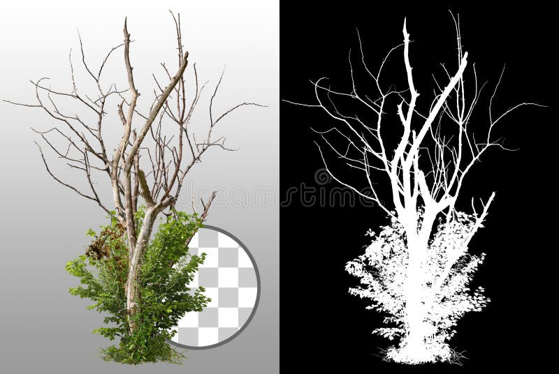 Corta el árbol muerto imagenes de archivo