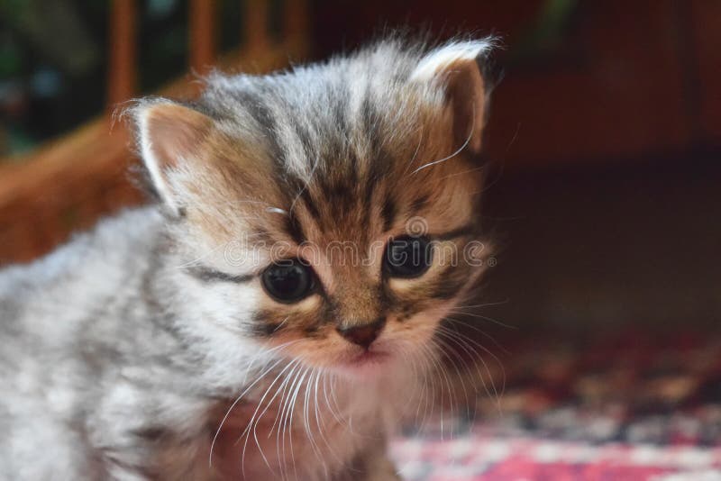 Corte O Jogo Do Gatinho Do Bebê Imagem de Stock - Imagem de fofofo