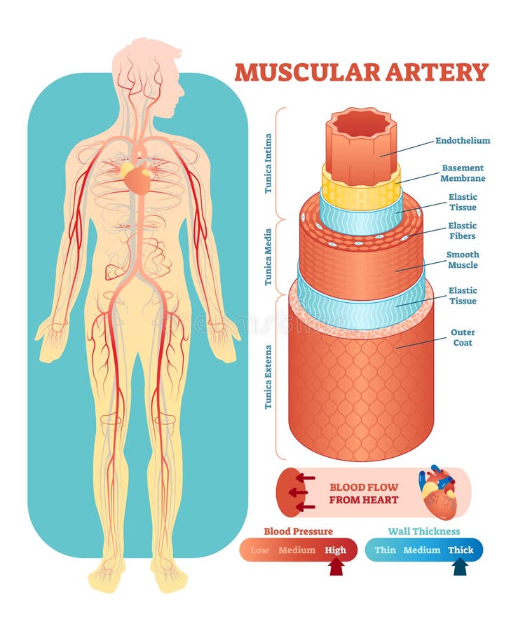 Corte transversal anatómico del ejemplo del vector de la arteria muscular Esquema del diagrama del vaso sanguíneo del sistema cir libre illustration Corte transversal anatómico del ejemplo del vector de la arteria muscular Esquema del diagrama del vaso sanguíneo del sistema cir libre illustration