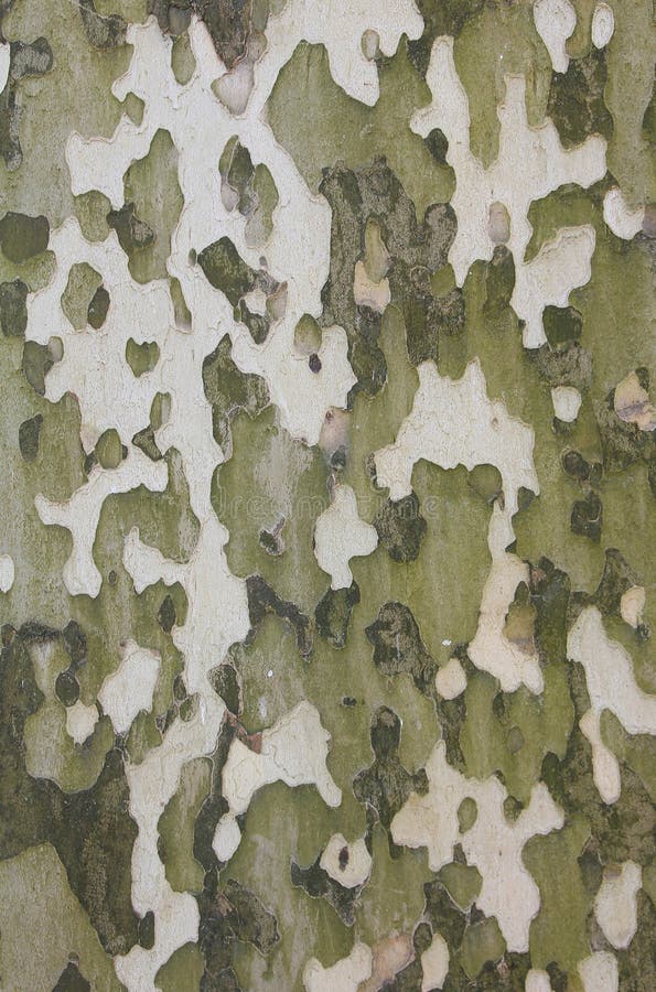 Corteccia dell'albero del sicomoro, modello naturale del cammuffamento