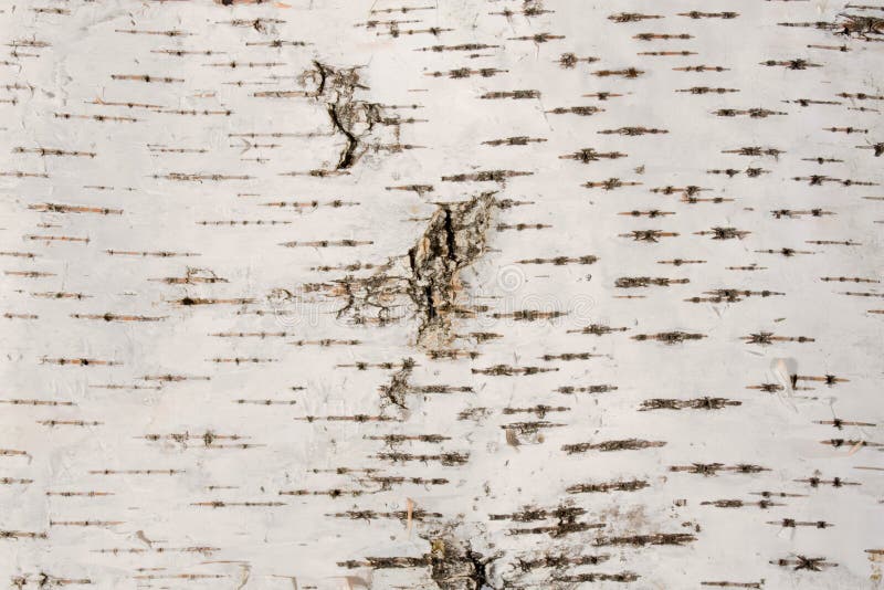 Fogli Corteccia Betulla FloristryWarehouse - Confezione Da 7, 24x17 Cm, Per Artigianato E Decorazioni - Foto 4