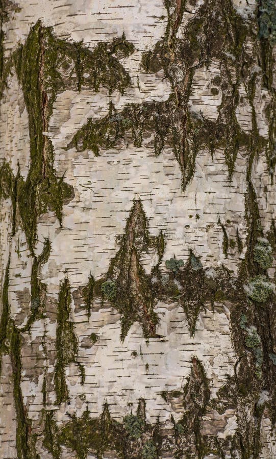 Corteccia di albero della betulla immagini stock Corteccia di albero della betulla immagini stock