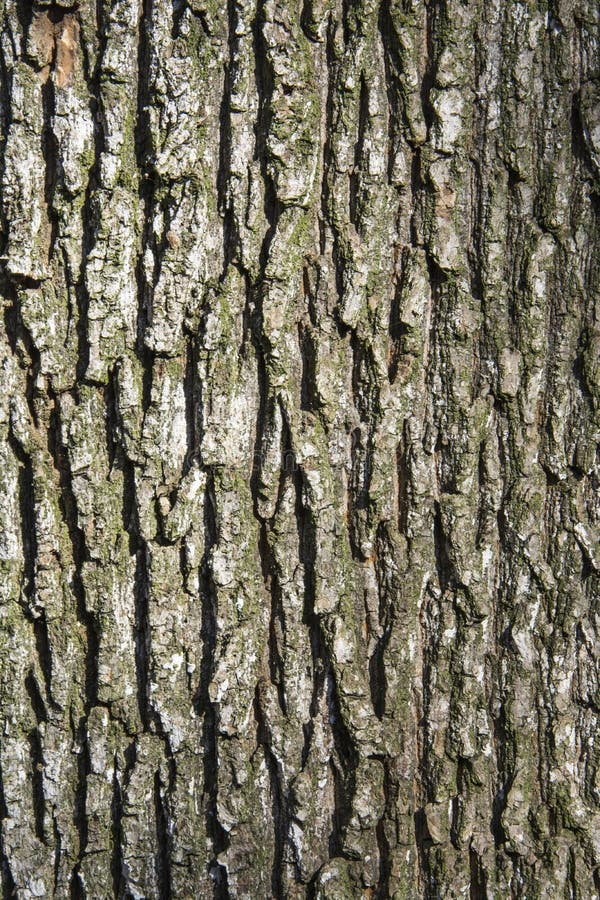 Corteccia di albero della quercia immagini stock libere da diritti Corteccia di albero della quercia immagini stock libere da diritti