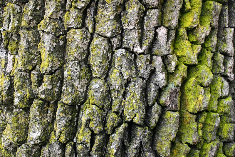 Corteccia di albero della quercia