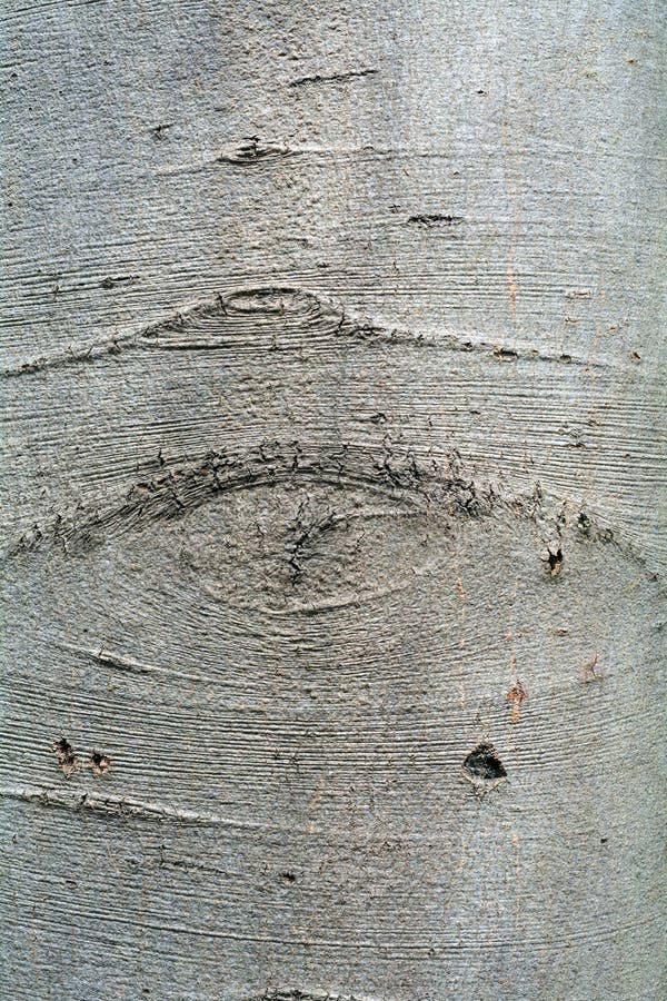 Corteccia di un albero di faggio, struttura del fondo