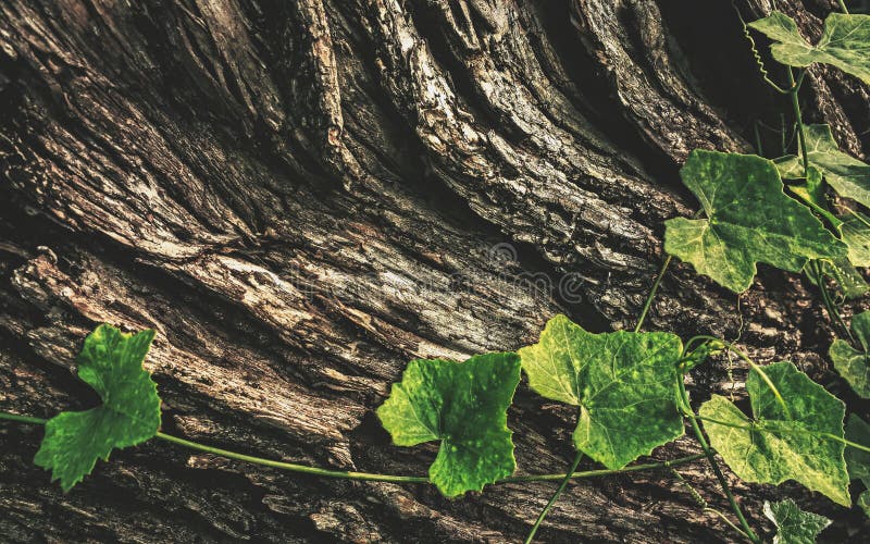 Corteccia e foglia immagini stock libere da diritti Corteccia e foglia immagini stock libere da diritti