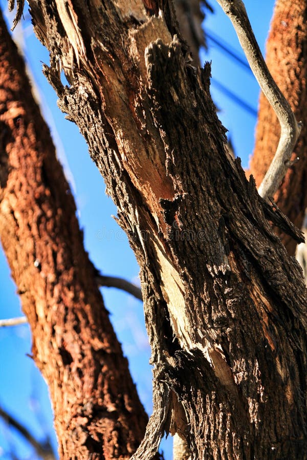 Corteccia nociva e malata di struttura dell'albero di eucalyptus nella montagna fotografia stock libera da diritti Corteccia nociva e malata di struttura dell'albero di eucalyptus nella montagna fotografia stock libera da diritti