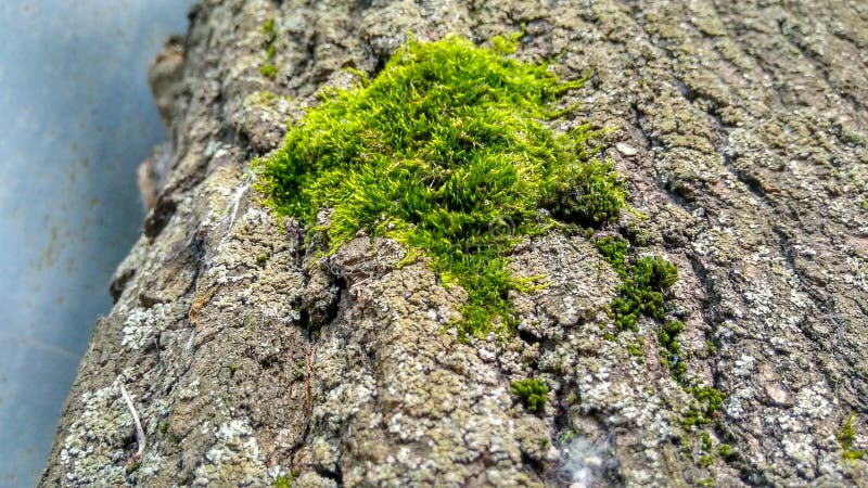 Corteccia verde 02 dell'acero dell'albero del muschio 07 19 immagini stock Corteccia verde 02 dell'acero dell'albero del muschio 07 19 immagini stock