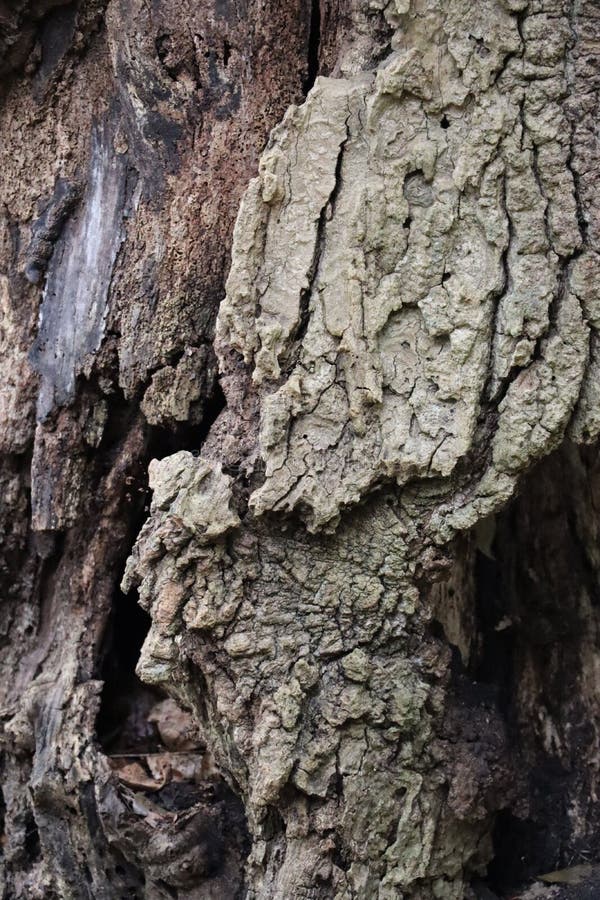 Corteza de árbol herida foto de archivo. Imagen de vertical - 215696802