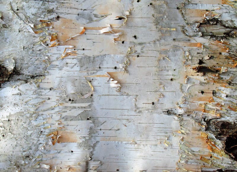 Close-up of Birch Bark. Close-up of Birch Bark