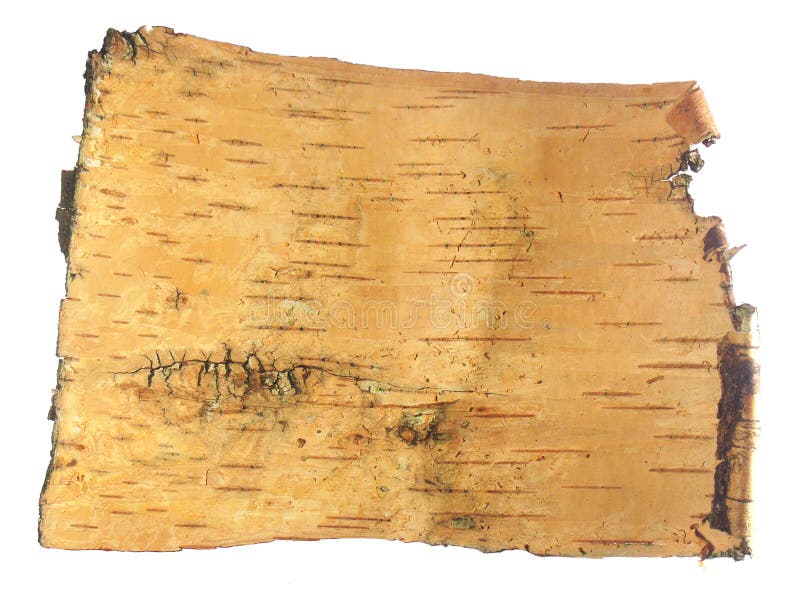 Piece of a bark of a birch in the form of an ancient scroll for the letter. Piece of a bark of a birch in the form of an ancient scroll for the letter